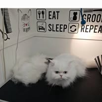 Cats Luv Us grooming photo 1