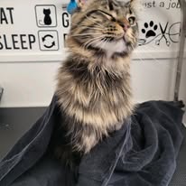 Cats Luv Us grooming photo 4