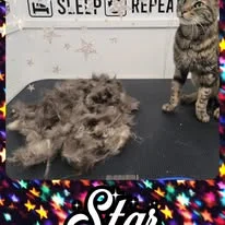 Cats Luv Us grooming photo 6
