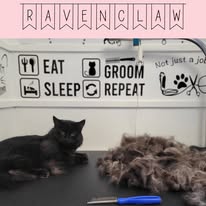Cats Luv Us grooming photo 7