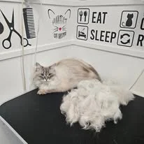 Cats Luv Us grooming photo 8