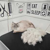 Cats Luv Us grooming photo 8
