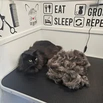 Cats Luv Us grooming photo 9