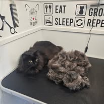 Cats Luv Us grooming photo 9