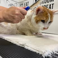 Cats Luv Us grooming photo 10