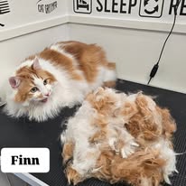 Cats Luv Us grooming photo 11