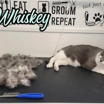 Cats Luv Us grooming photo 12