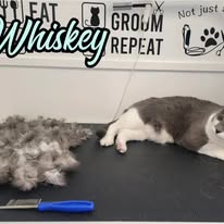 Cats Luv Us grooming photo 12