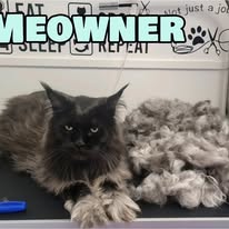 Cats Luv Us grooming photo 13