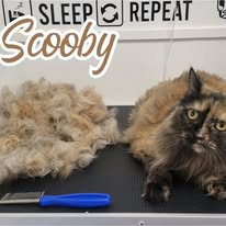 Cats Luv Us grooming photo 14