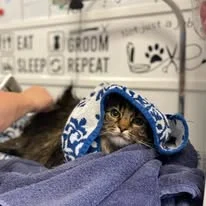 Cats Luv Us grooming photo 15
