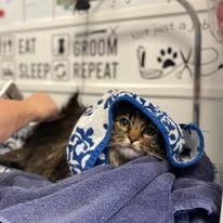Cats Luv Us grooming photo 15