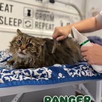 Cats Luv Us grooming photo 16