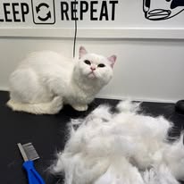 Cats Luv Us grooming photo 17