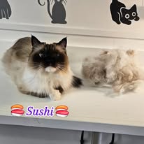Cats Luv Us grooming photo 18