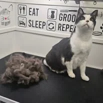 Cats Luv Us grooming photo 19