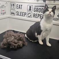 Cats Luv Us grooming photo 19