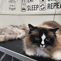 Cats Luv Us grooming photo 20