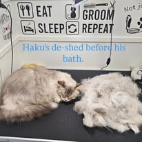 Cats Luv Us grooming photo 21
