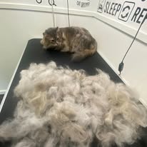 Cats Luv Us grooming photo 22