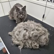 Cats Luv Us grooming photo 23