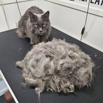 Cats Luv Us grooming photo 23