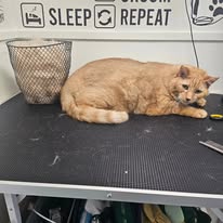 Cats Luv Us grooming photo 25