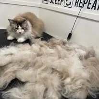 Cats Luv Us grooming photo 26