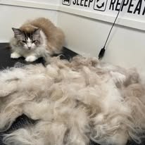Cats Luv Us grooming photo 26