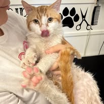 Cats Luv Us grooming photo 27